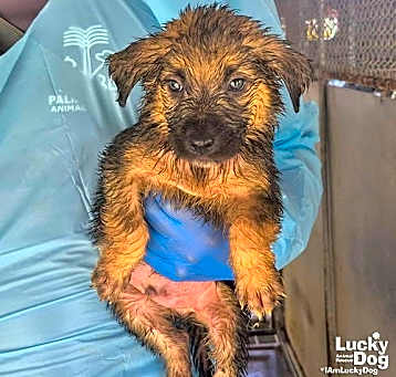 Photo of Lola