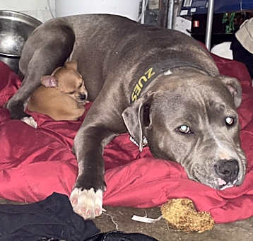 Photo of Bluey