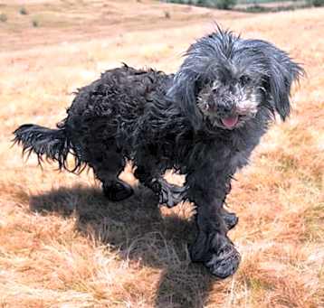 Photo of BELLA