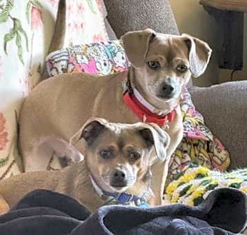 Photo of Chichi Junior and Puppy Chulo