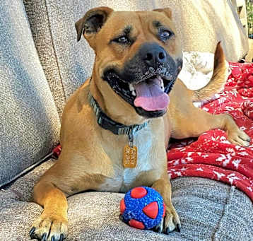 Photo of Chewy aka Jason