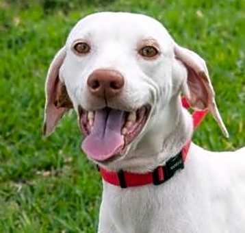 Photo of Daisy 
