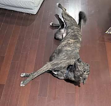 Photo of Camo