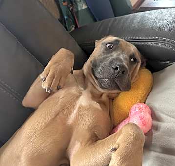Photo of Maple