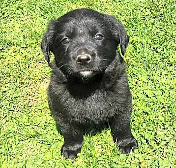 Photo of Darby