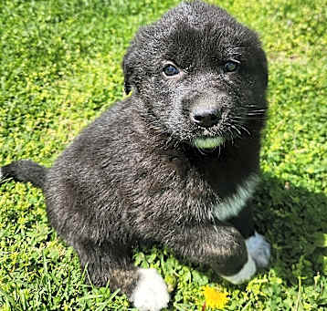Photo of Darcy