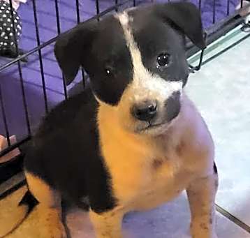 Photo of Harley