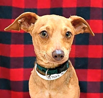 Photo of Bricklin