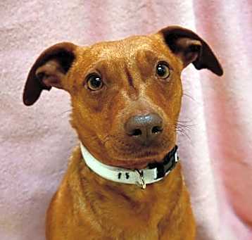 Photo of Pontiac