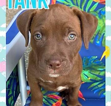 Photo of Tank