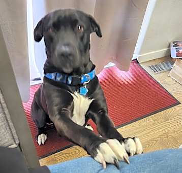 Photo of Buddy