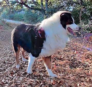 Photo of Bandit