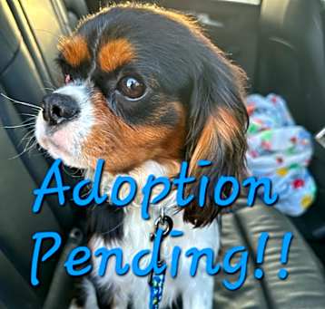 Photo of Scout a Cavalier King Charles Spaniel!