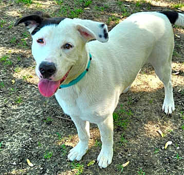 Photo of Snoopy