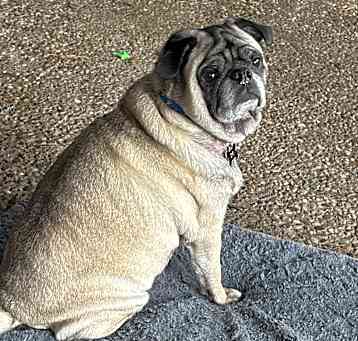 Photo of Ollie