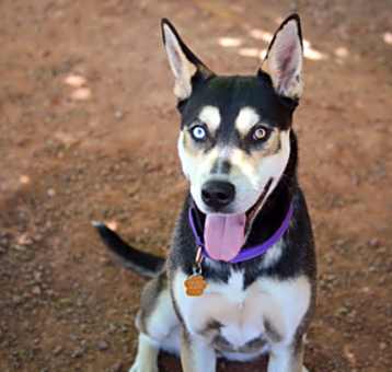 Photo of Nova