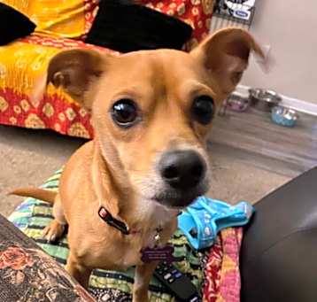 Photo of Luna Chi