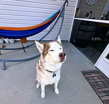 Photo of Koda