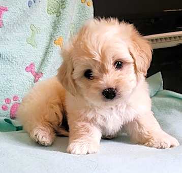 Photo of SISSY