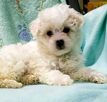 Photo of MISSY