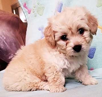 Photo of DARLA
