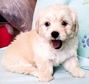 Photo of DARLA
