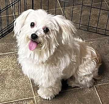 Photo of Cookie