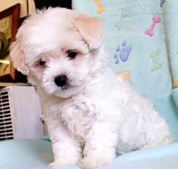Photo of ALFIE