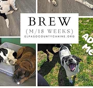 Photo of Brew