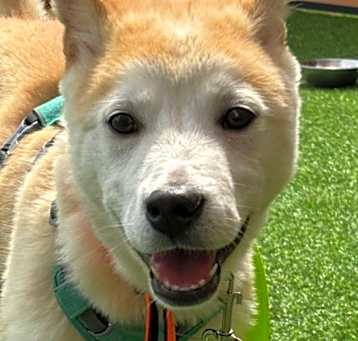 Photo of Muffin (S. Korea) hz