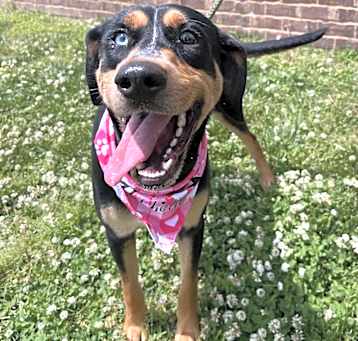 Photo of Buttercup