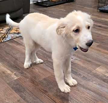 Photo of Teddy
