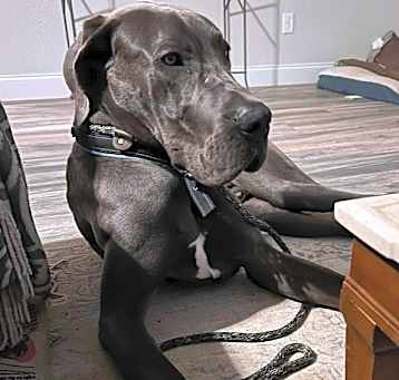 Photo of Grey