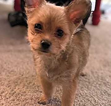 Photo of Fluffy
