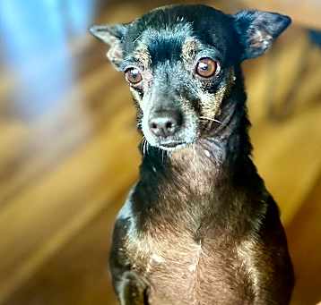 Photo of Tito