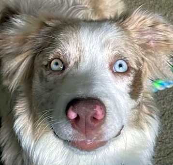 Photo of Red Merle Rachel