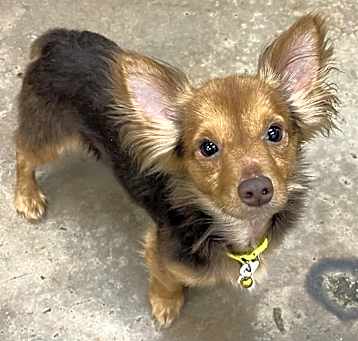 Photo of Ornery Ernie Ears