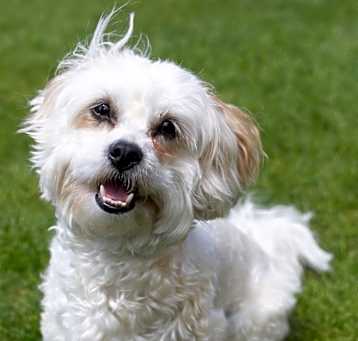 Photo of Just Jolene IN FOSTER & HOUSE TRAINED