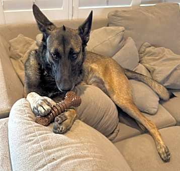 Photo of Gabby - located in AZ