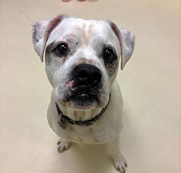 Photo of Goose