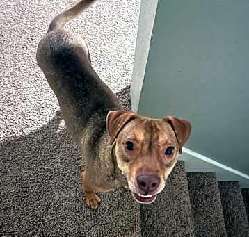 Photo of Scrappy