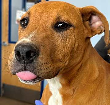 Photo of Bongo/roo