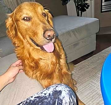 Photo of Milo