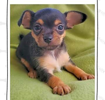 Photo of Rufus