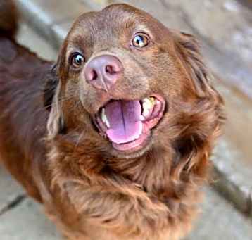 Photo of Grizzly