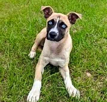 Photo of Pepper