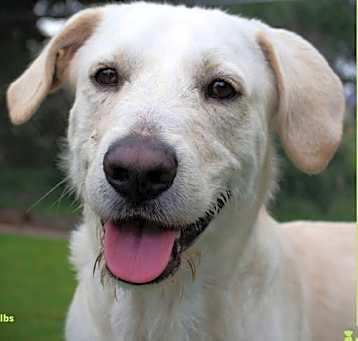 Photo of Samson