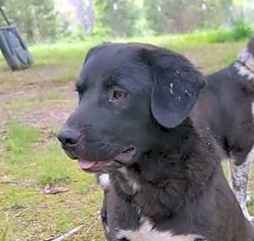 Photo of Buddy