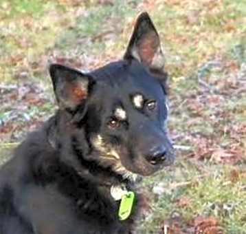 Photo of Dodger