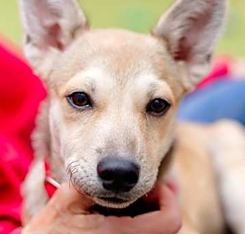 Photo of Almendra